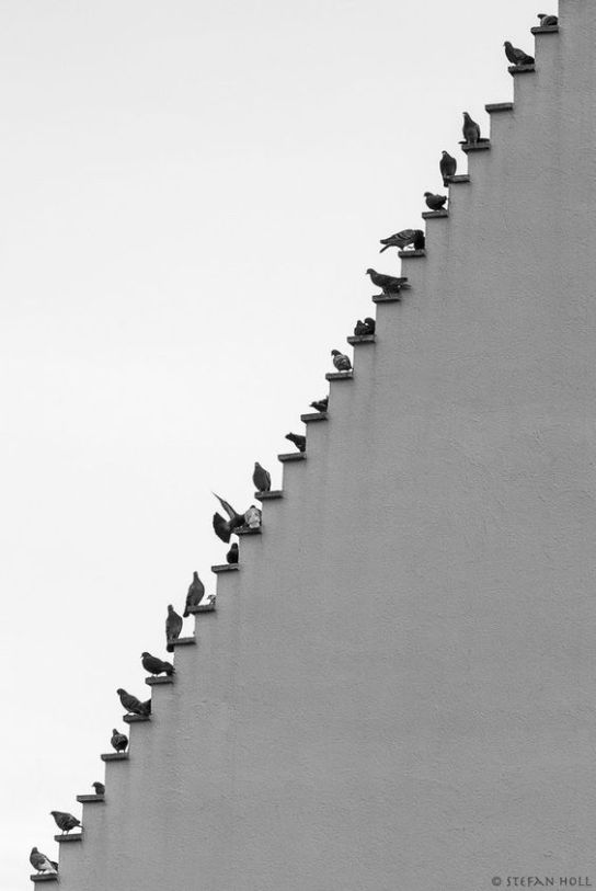 birds waiting